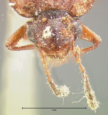 Media type: image;   Entomology 7365 Aspect: head dorsal view